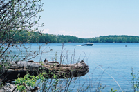 Boat and Log, Near Wolfeboro